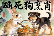 兔死狗烹打一正確生肖