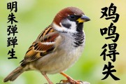 明珠彈雀，雞鳴得失，成語(yǔ)中的生肖智慧